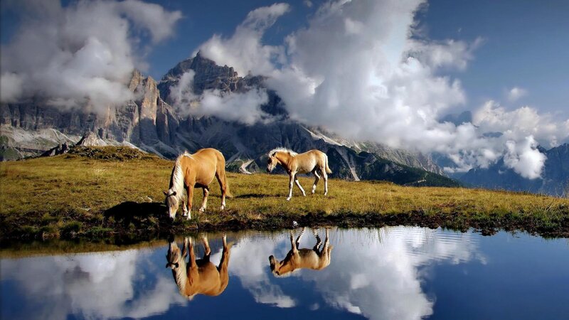 Two Horses Grazing — Blue, Serene