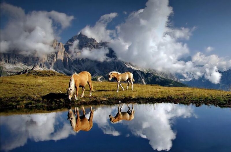 Two Horses Grazing — Blue