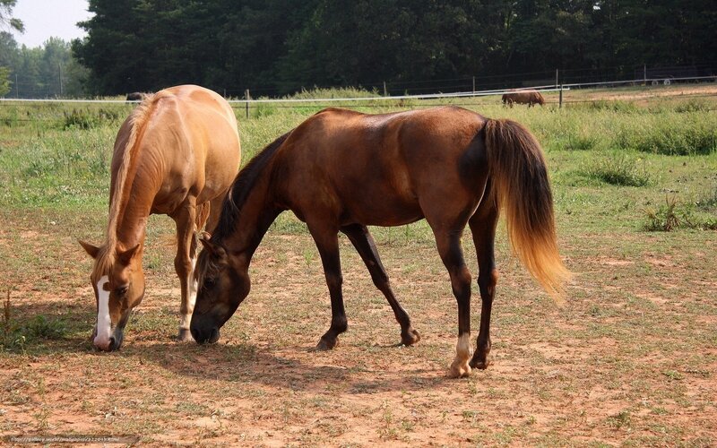 Two Horses Grazing — Brown, Calm, Afternoon, Photograph