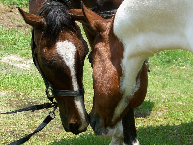 Two Horses Grazing — Brown, Calm, Afternoon
