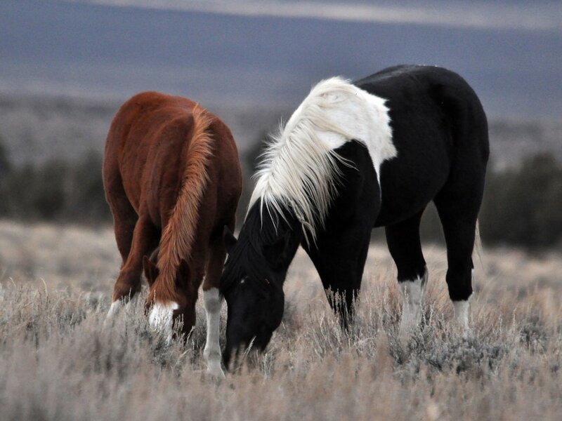 Two Horses Grazing — Brown, Calm
