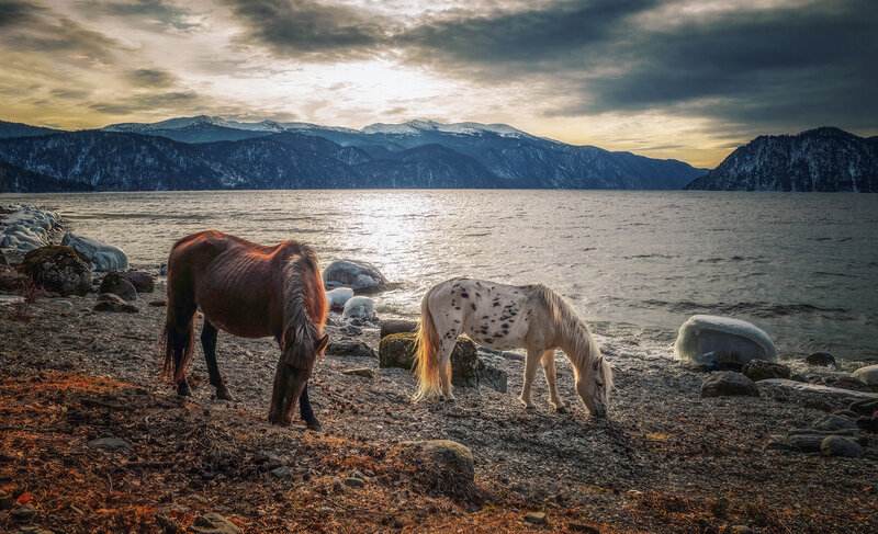 Two Horses Grazing — Brown, Dramatic