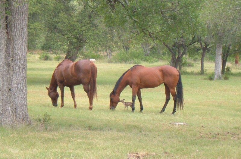 Two Horses Grazing — Brown, Serene, Afternoon