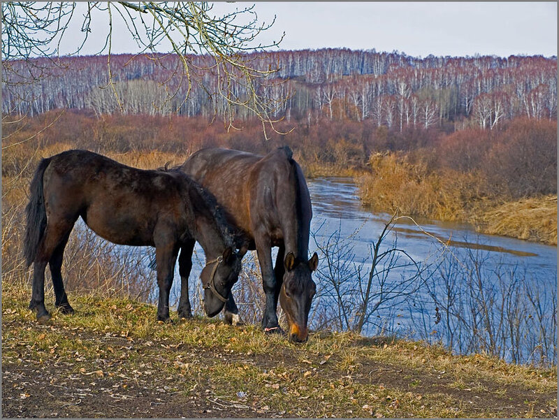 Two Horses Grazing — Brown, Serene