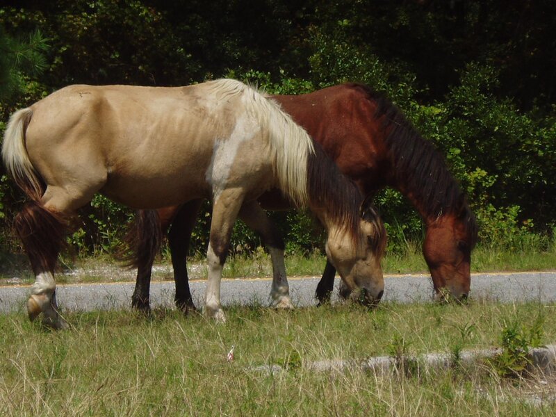 Two Horses Grazing — Brown