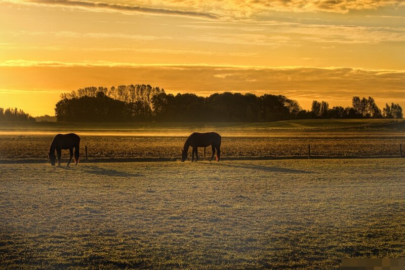 Two Horses Grazing — Gold