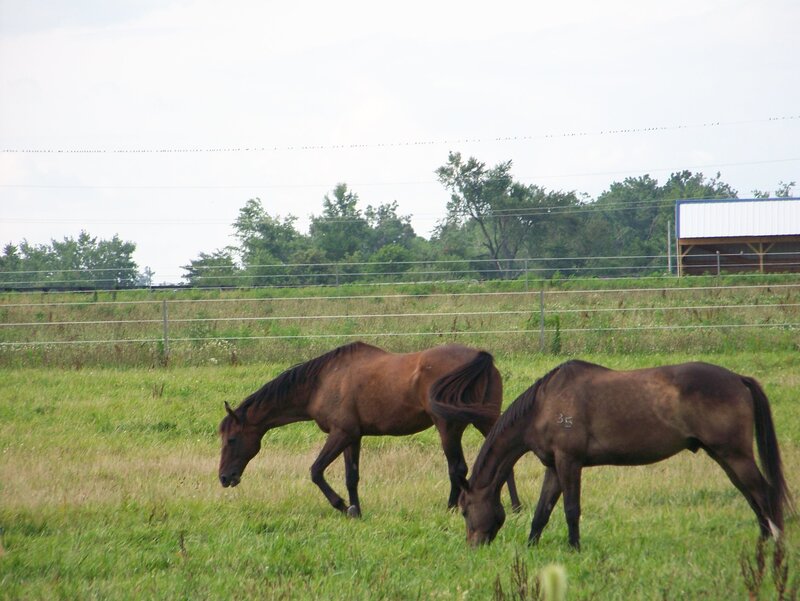 Two Horses Grazing — Green, Calm, Afternoon, Photograph