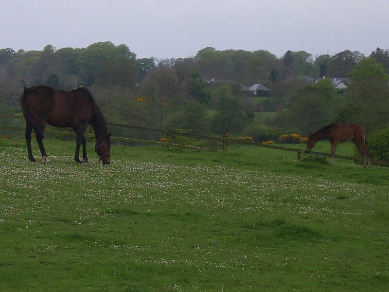 Two Horses Grazing — Green, Calm, Morning