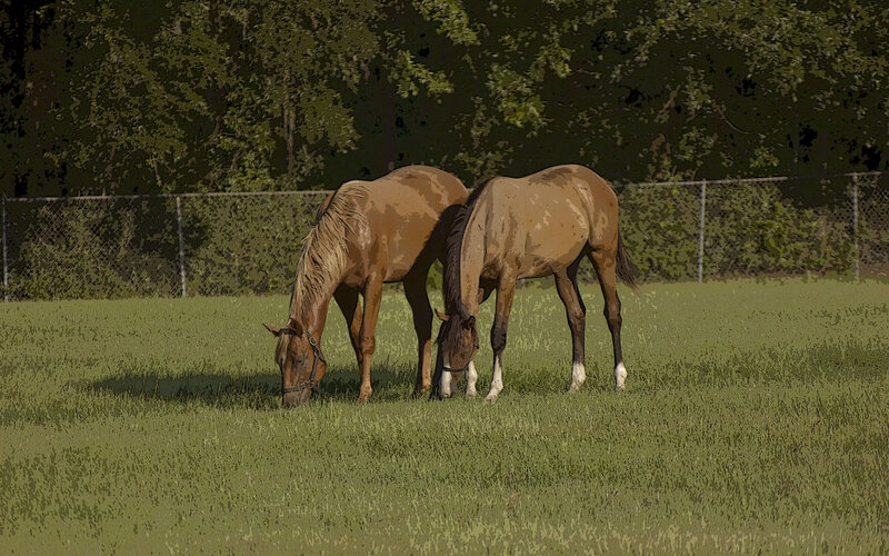 Two Horses Grazing — Green, Calm