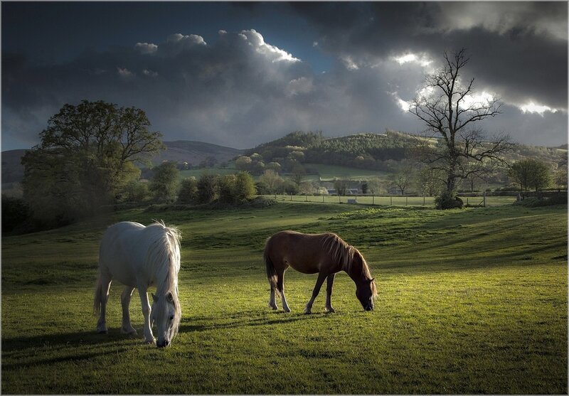 Two Horses Grazing — Green, Dramatic
