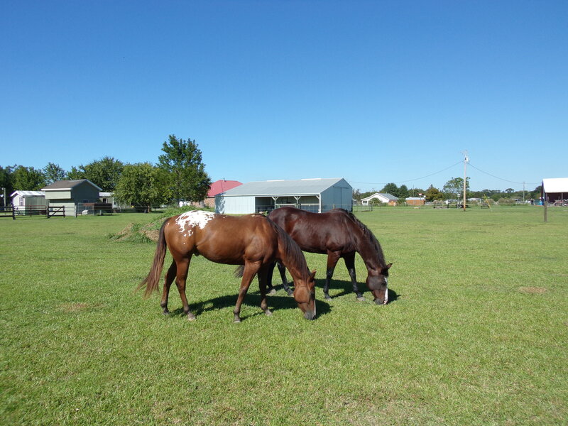 Two Horses Grazing — Green, Serene, Afternoon, Photograph, Field