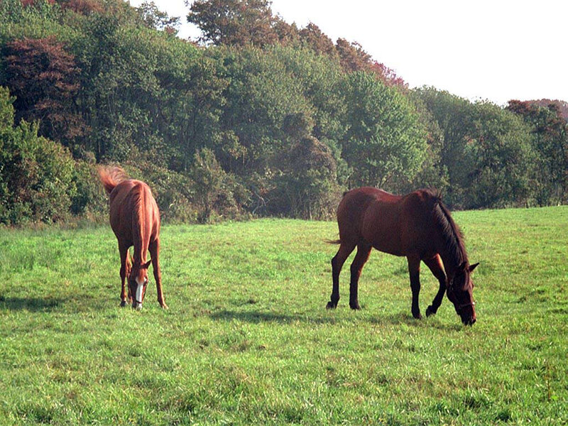 Two Horses Grazing — Green, Serene, Afternoon, Photograph, Field, Trees