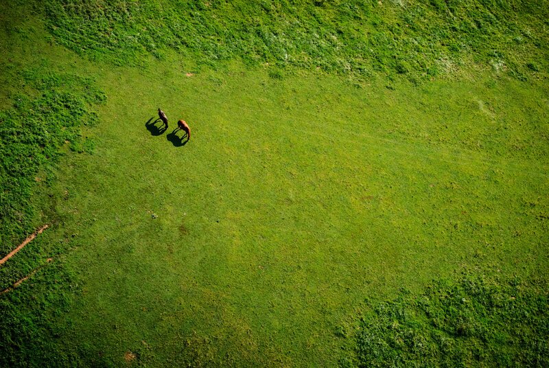Two Horses Grazing — Green, Serene, Afternoon, Photograph, Grass Field, Shadows
