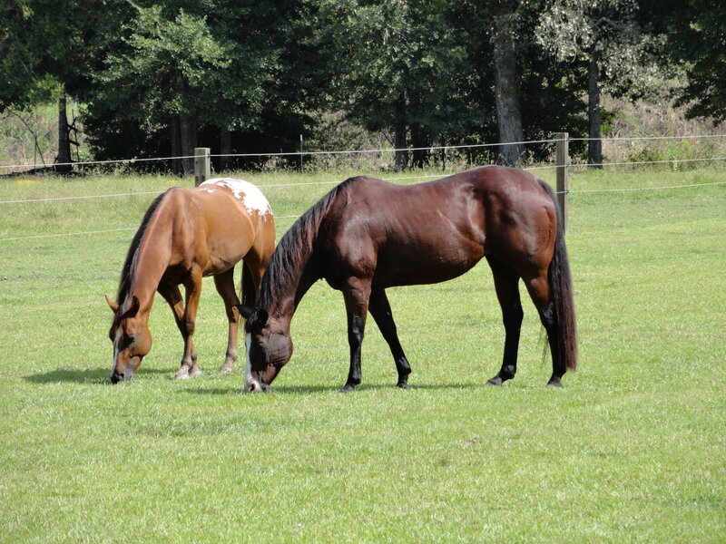 Two Horses Grazing — Green, Serene, Afternoon, Photograph, Grass Field