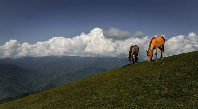 Two Horses Grazing — Green, Serene, Afternoon, Photograph, Mountains