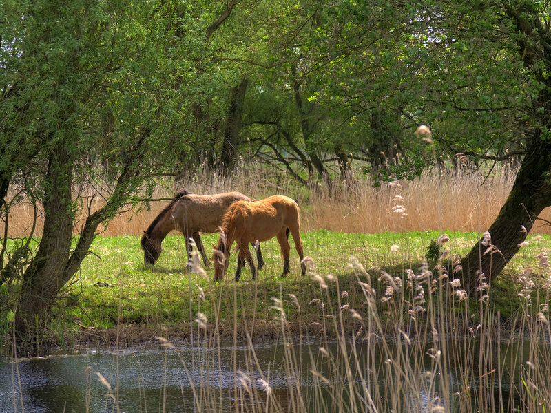 Two Horses Grazing — Green, Serene, Afternoon