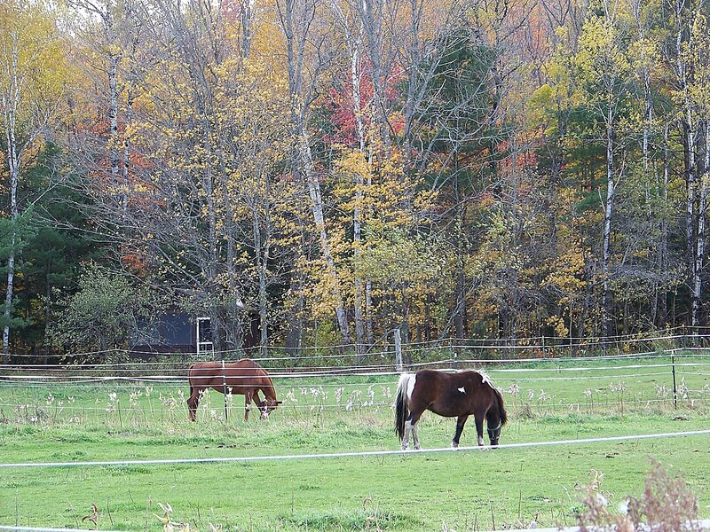 Two Horses Grazing — Green, Serene, Autumn