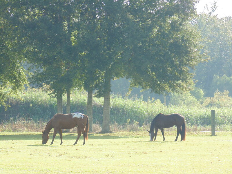 Two Horses Grazing — Green, Serene, Morning, Photograph, Trees
