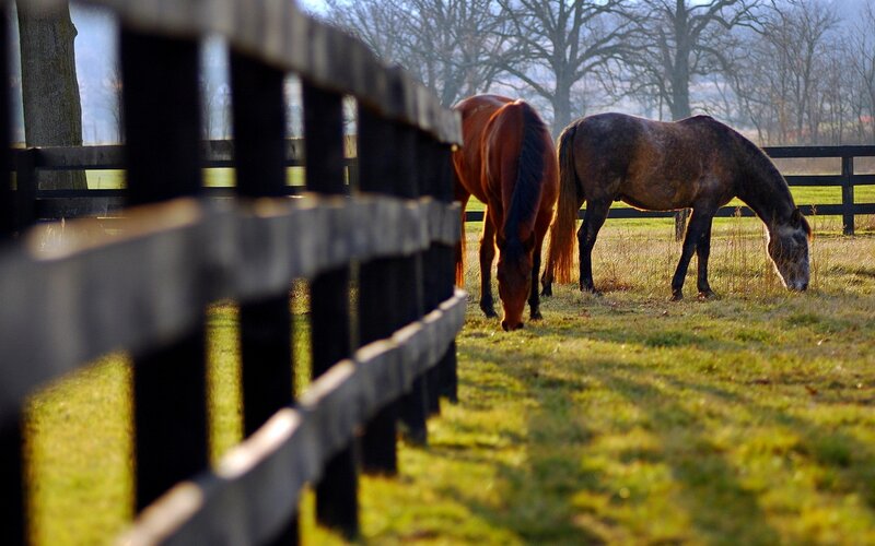 Two Horses Grazing — Green, Serene, Morning