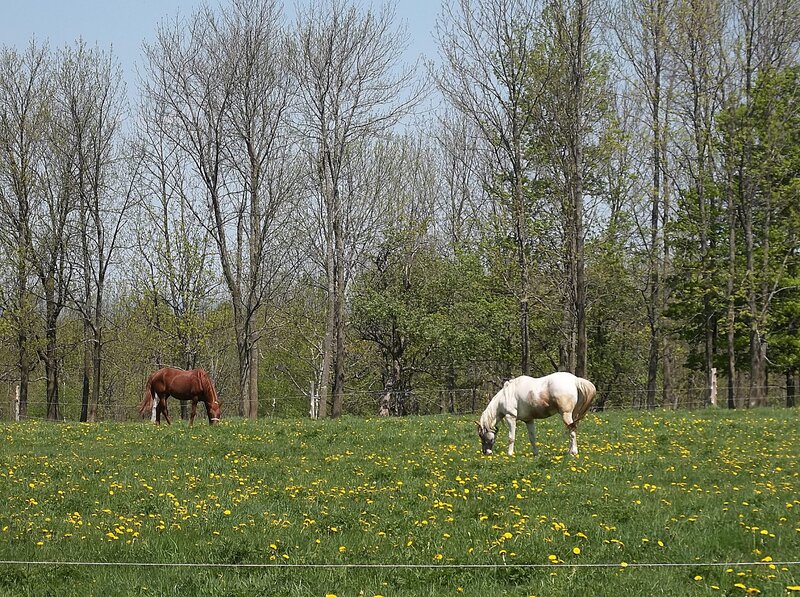 Two Horses Grazing — Green, Serene, Spring, Photograph