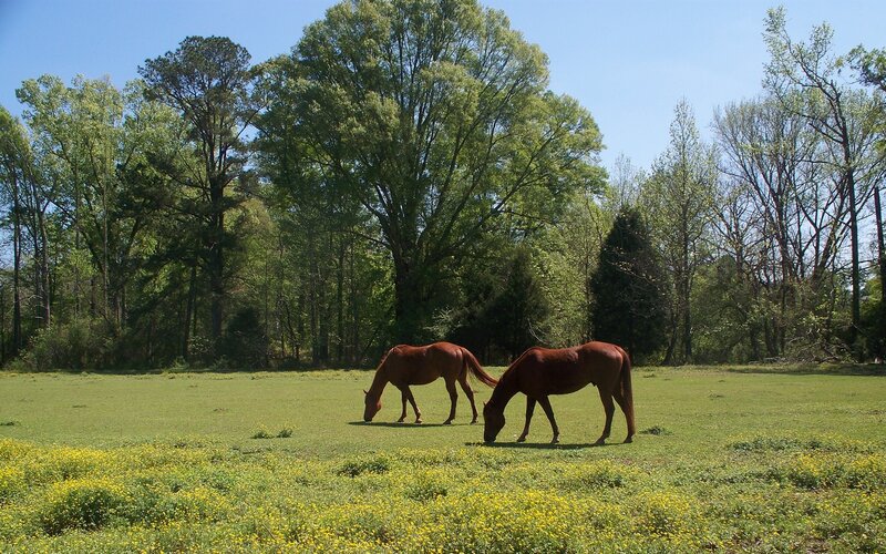 Two Horses Grazing — Green, Serene, Spring