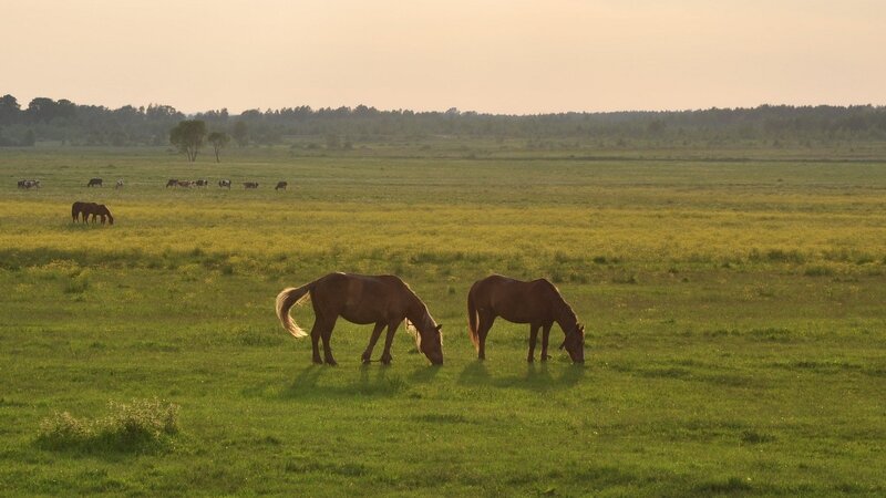 Two Horses Grazing — Green, Serene, Sunset