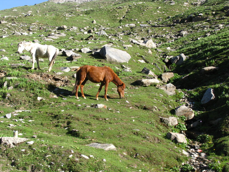 Two Horses Grazing — Green, Serene