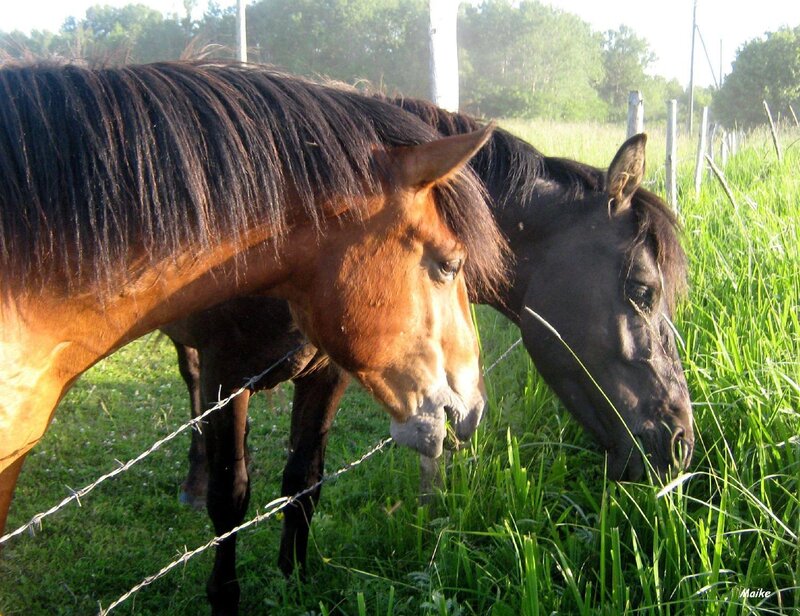 Two Horses Grazing — Green