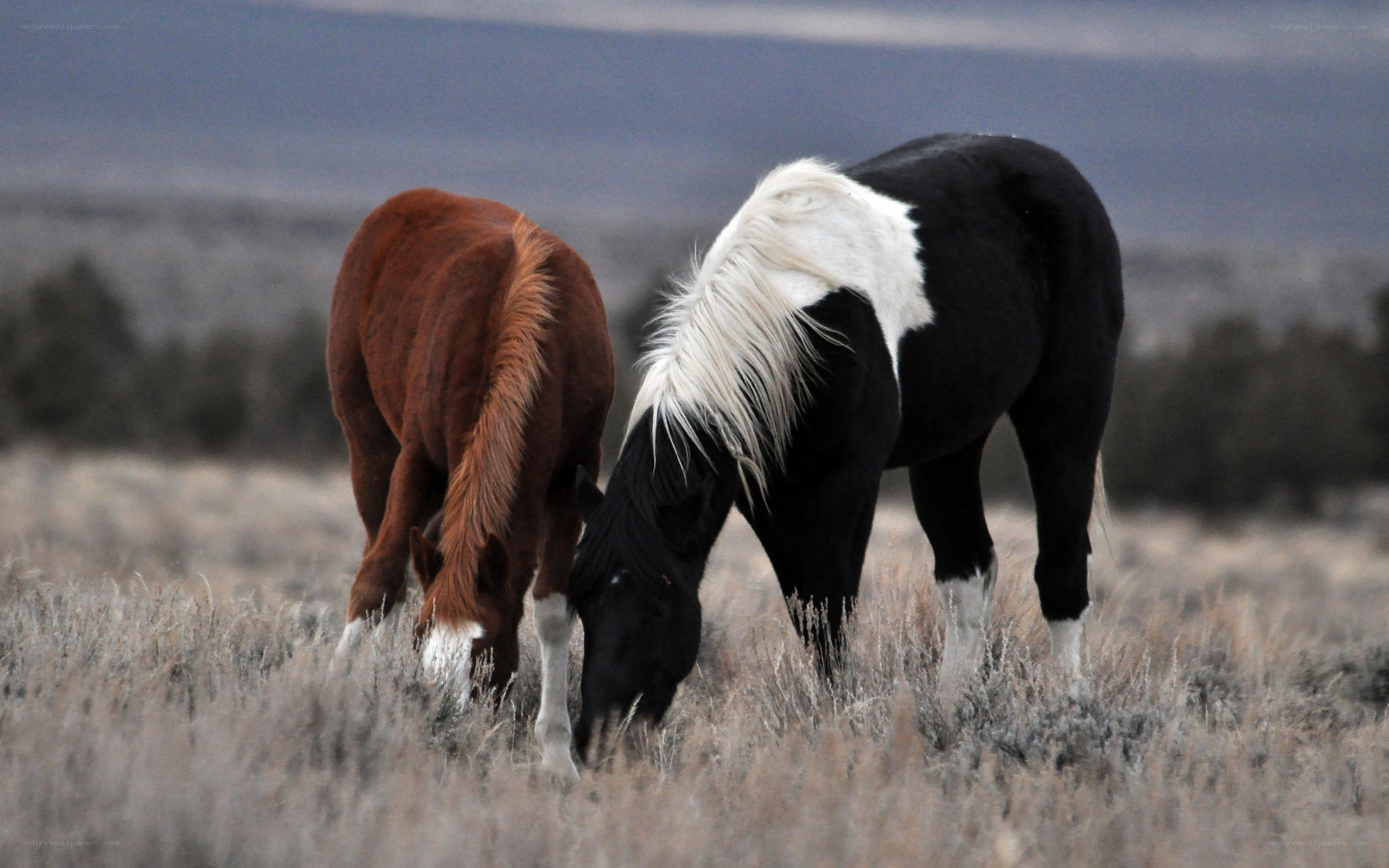 Two horses grazing in a field