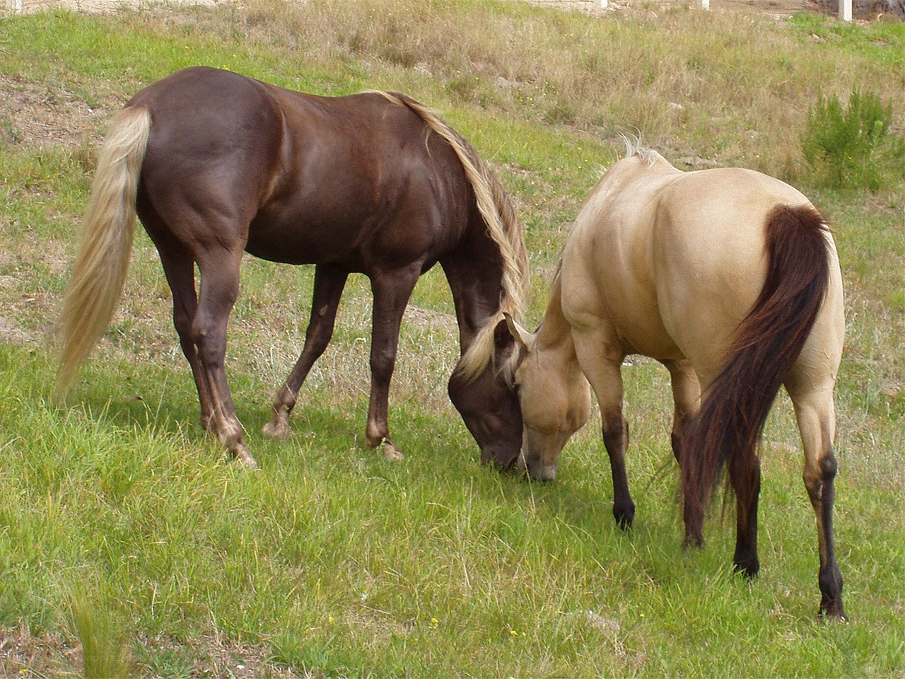 Two horses grazing in a field