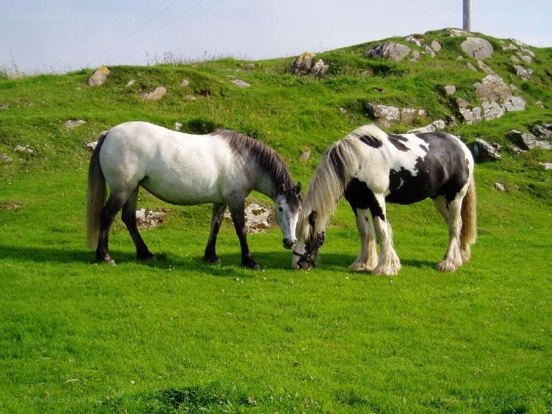 Two horses grazing in a field