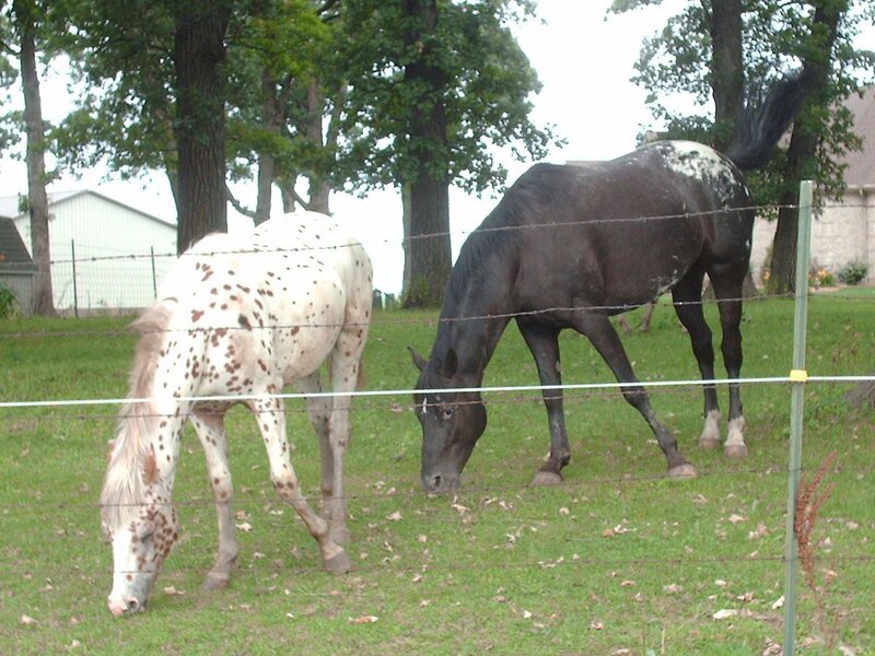 Two horses grazing in a field