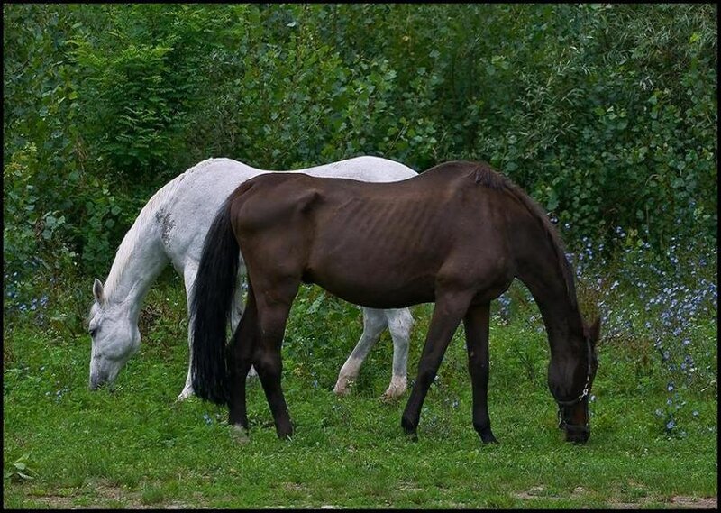 Two horses grazing in a field