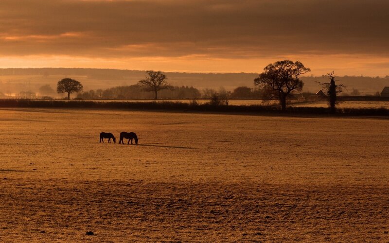 Two Horses Grazing — Orange