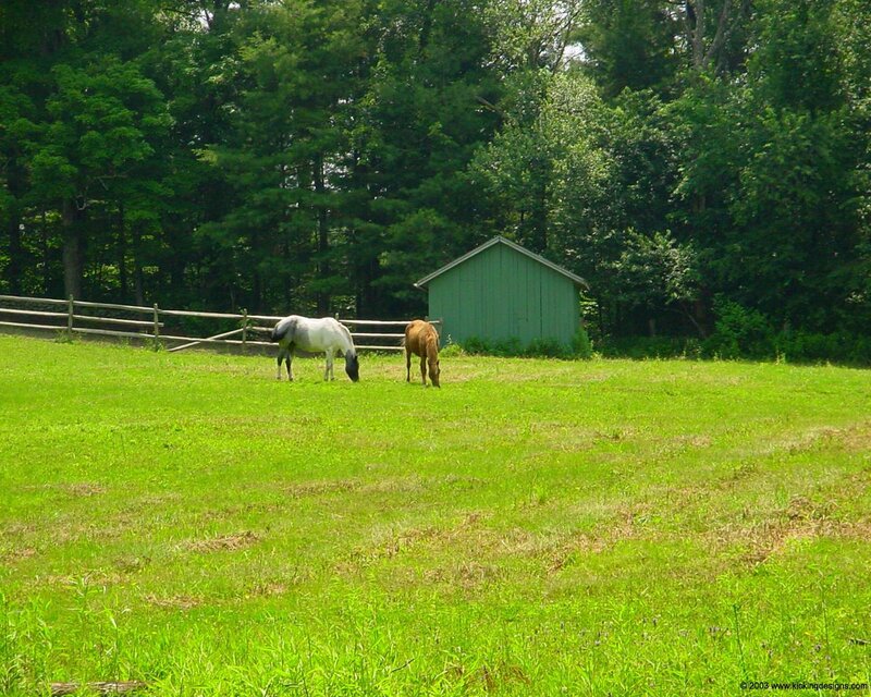 Two Horses Grazing