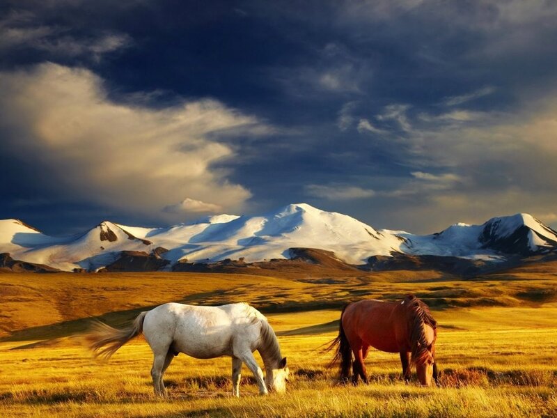 Two Horses Grazing — Yellow, Dramatic
