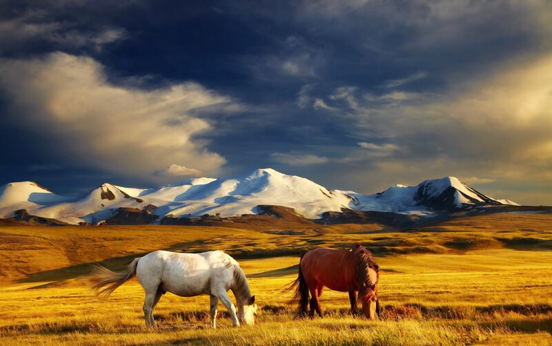 Two Horses Grazing — Yellow