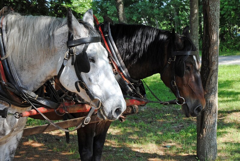 Two Horses Harnessed — White