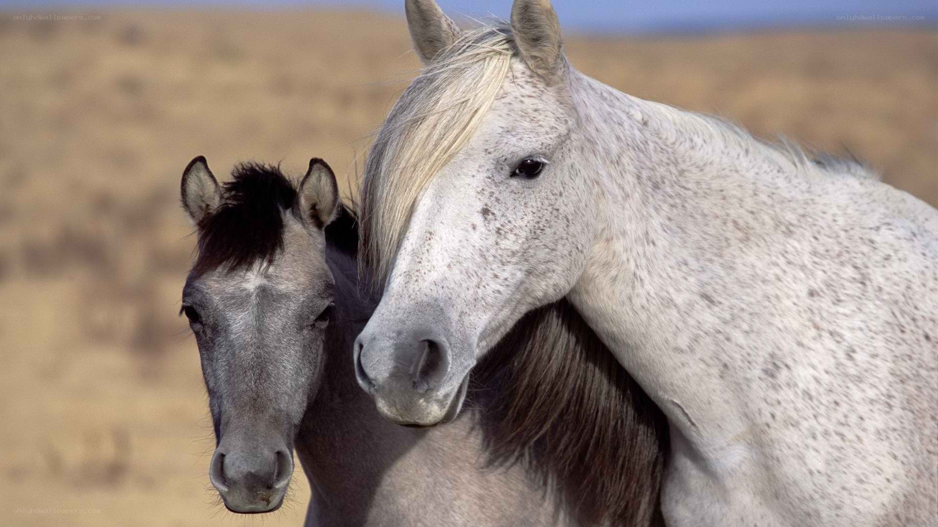 Two horses in a field