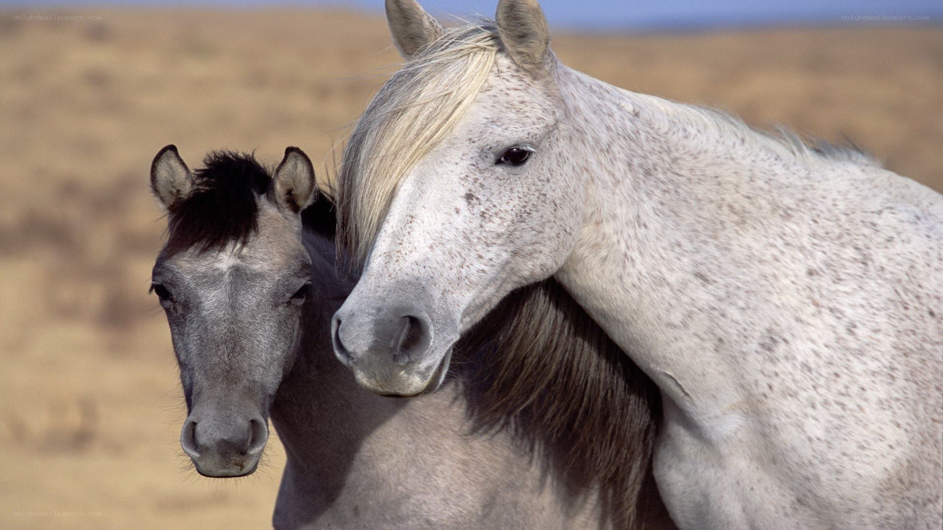 Two horses in a field