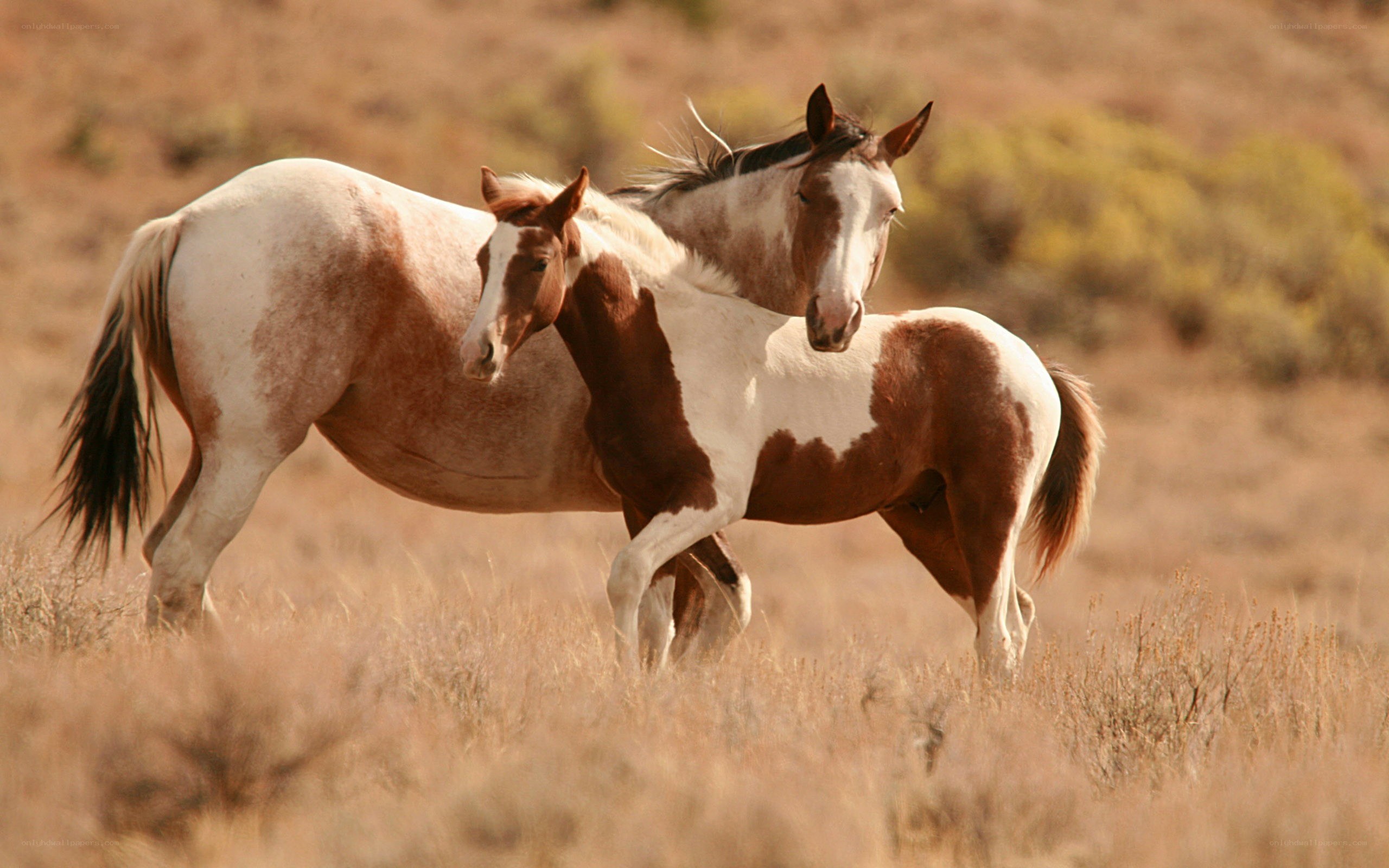 Two horses in a field