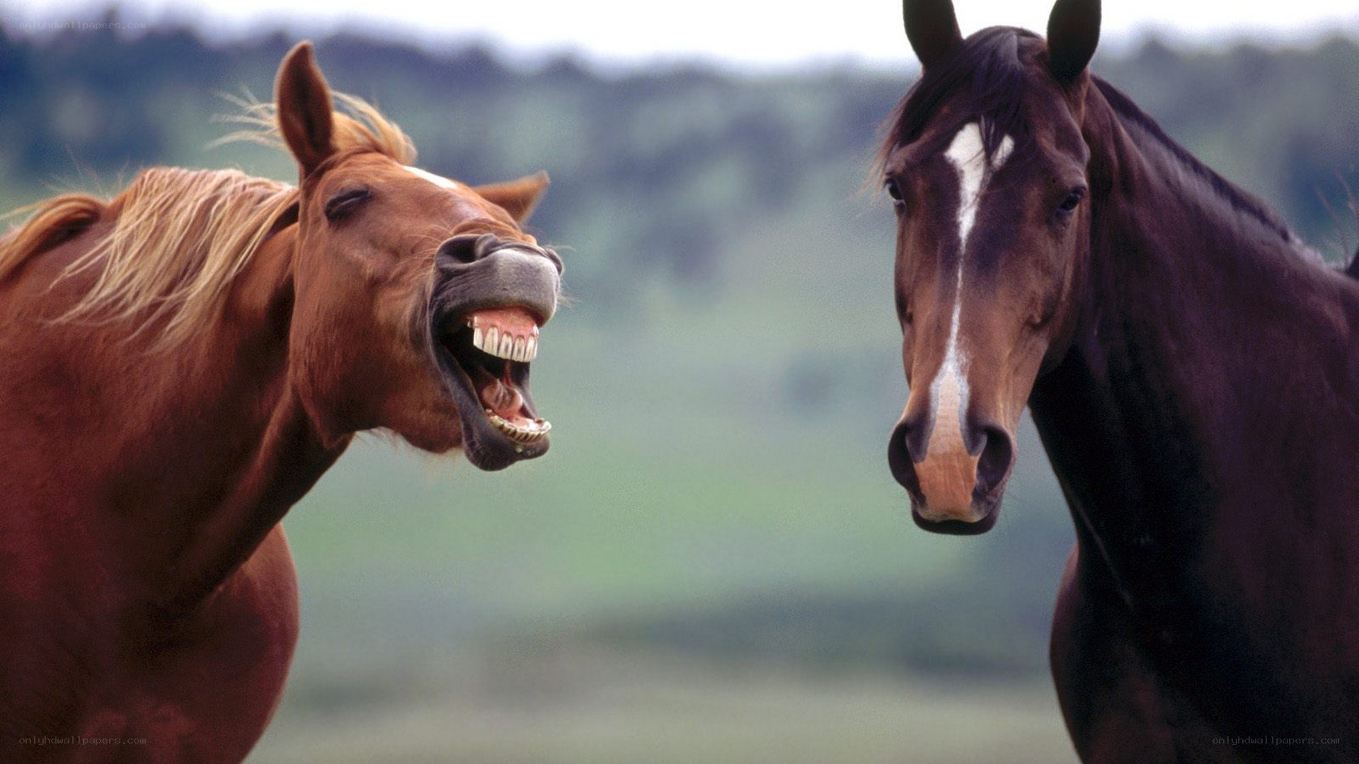 Two horses in a field