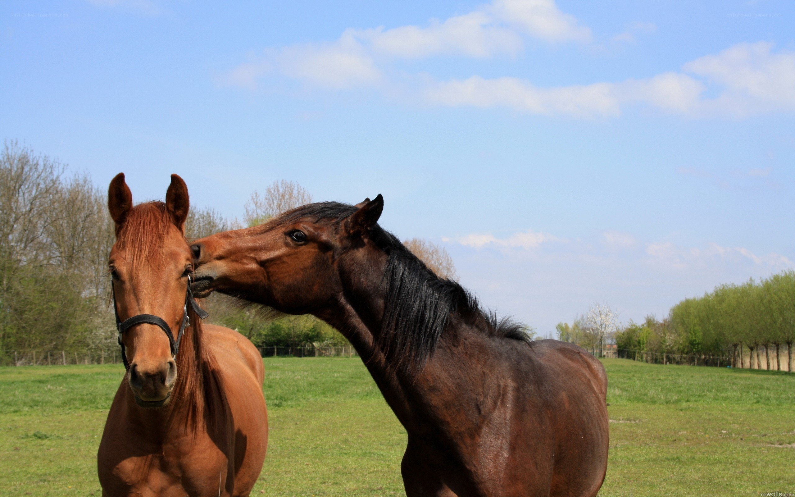 Two horses in a field