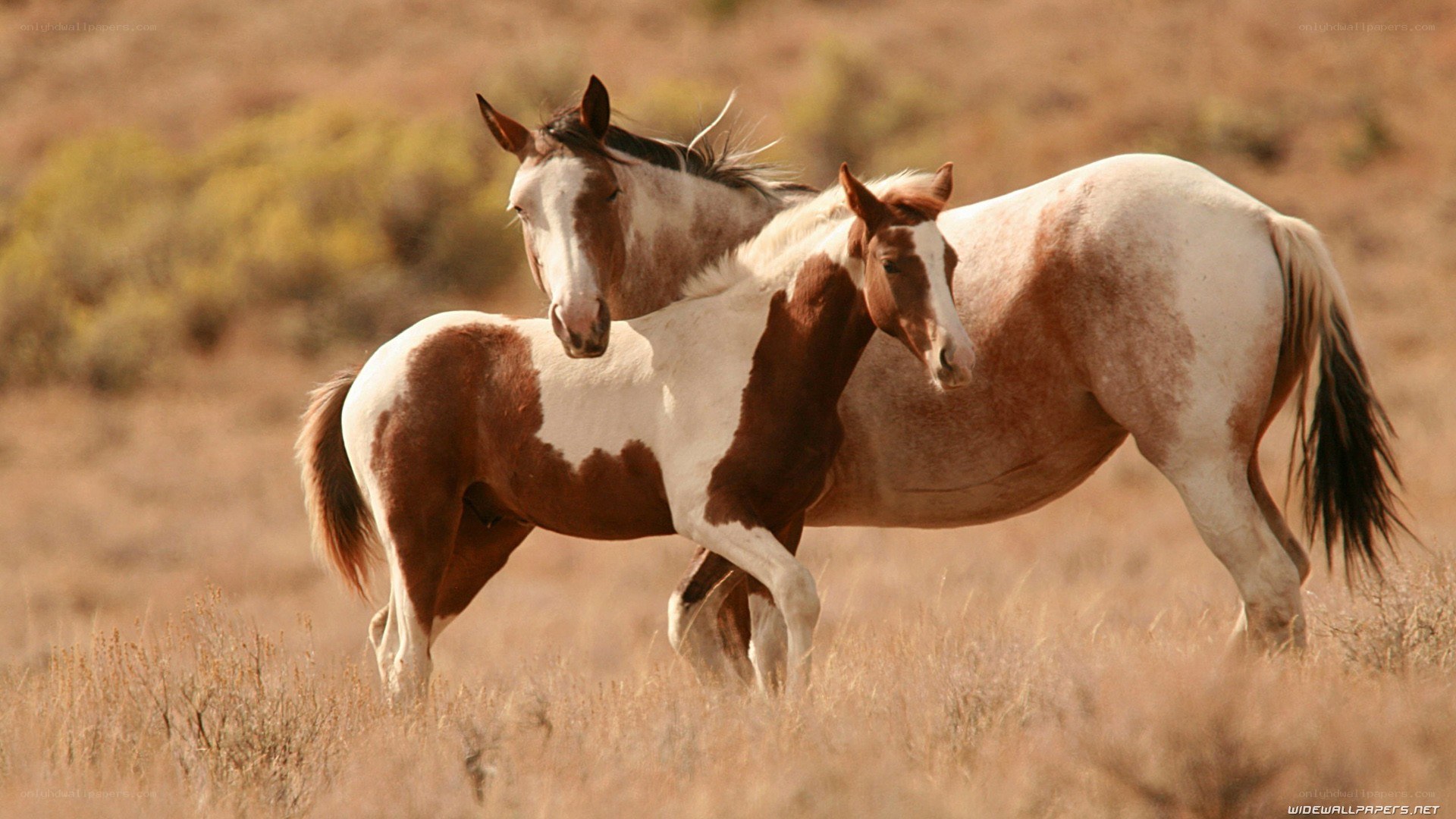 two horses in a field