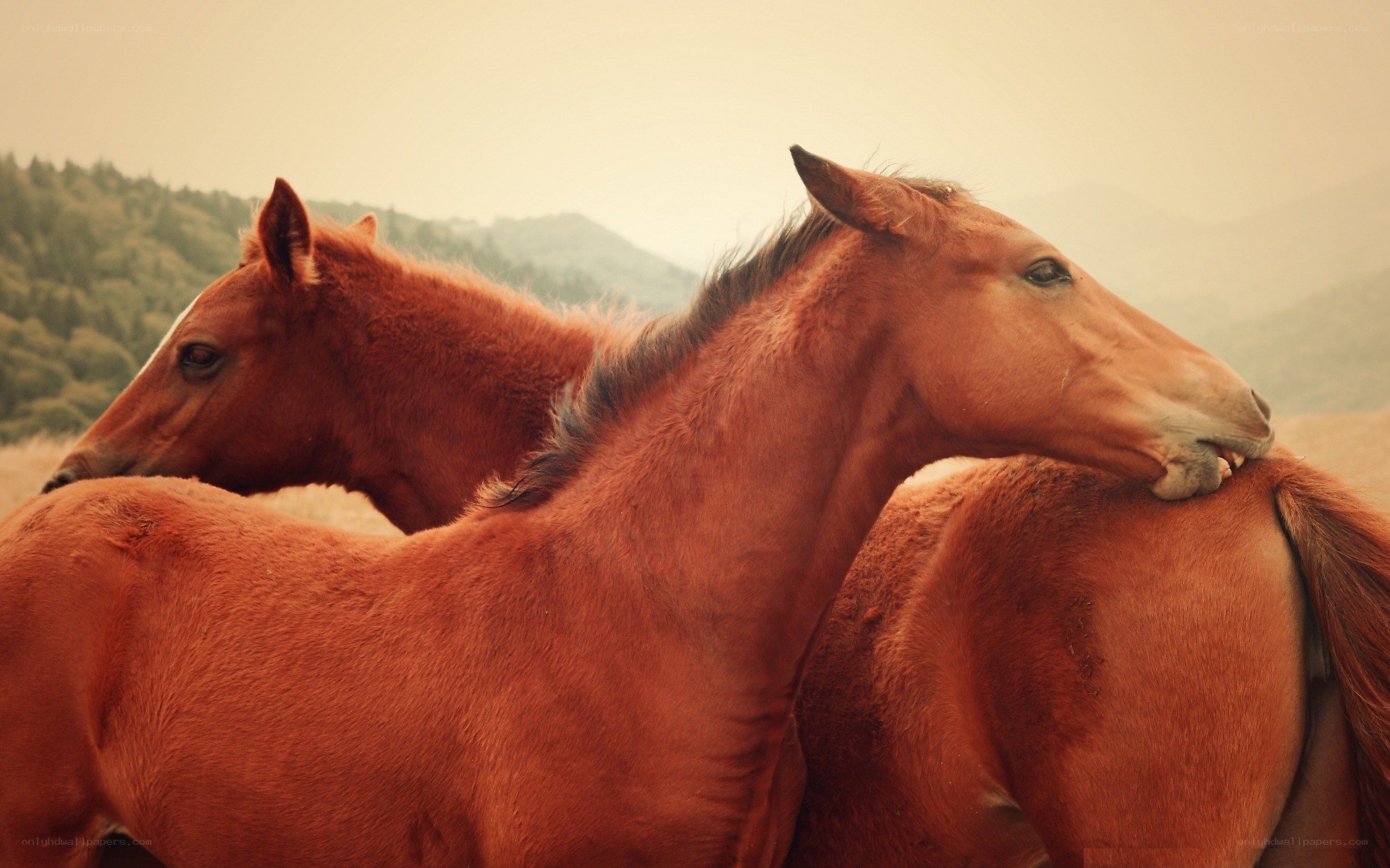 Two horses in a field