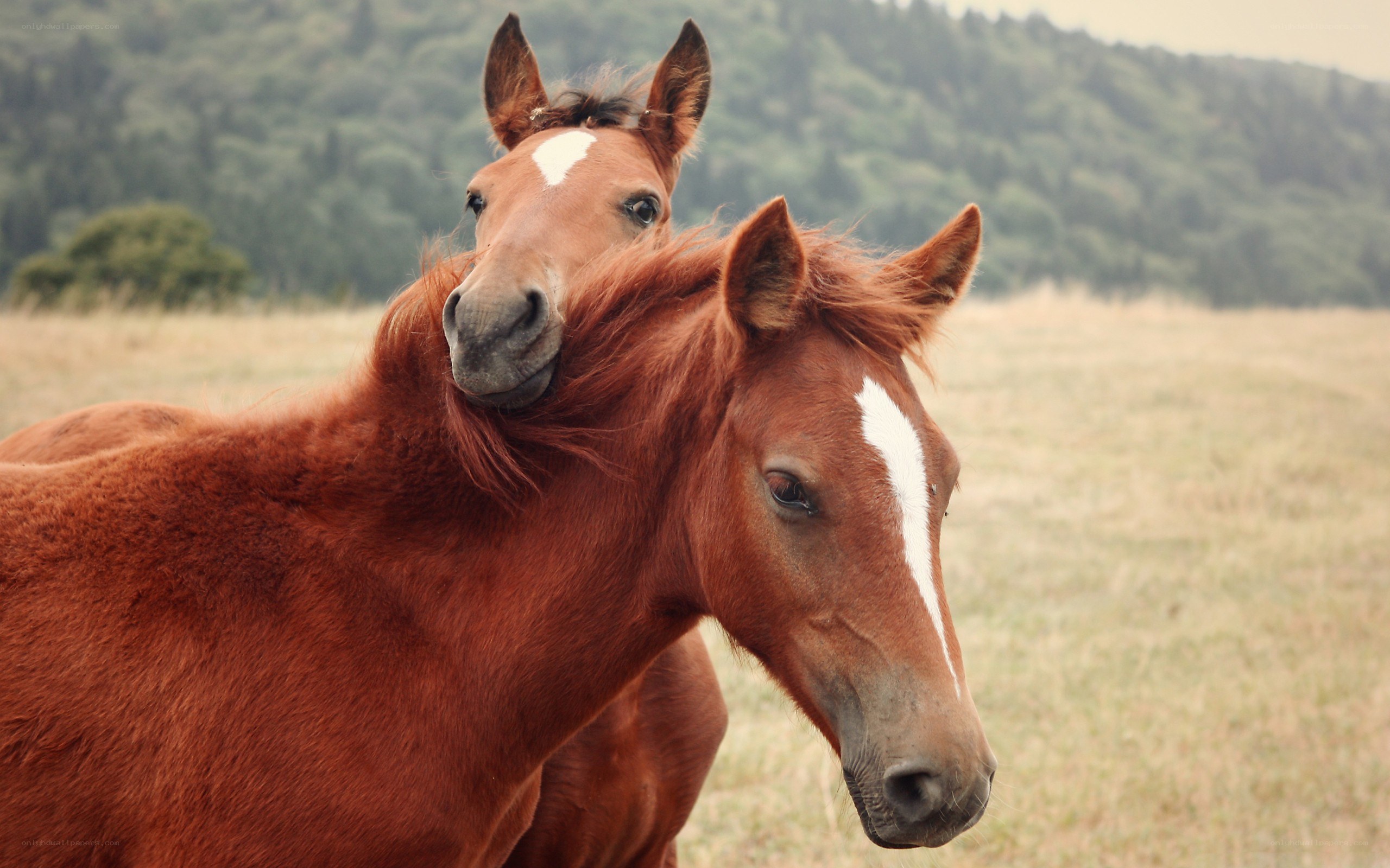 Two horses in a field