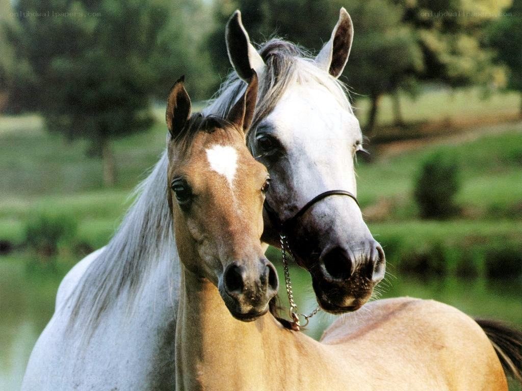 Two horses in a field
