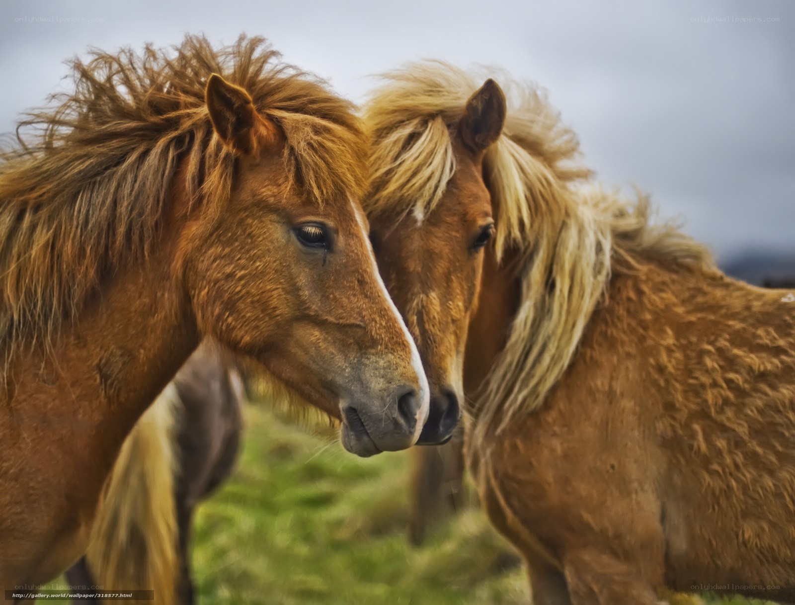 Two horses in a field