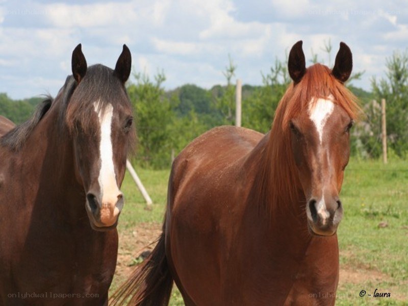 two horses in a field