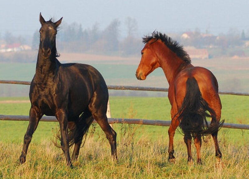 Two horses in a field